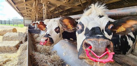 Caen D Barquement En Ville Une Centaine De Vaches S Invitent Sur La