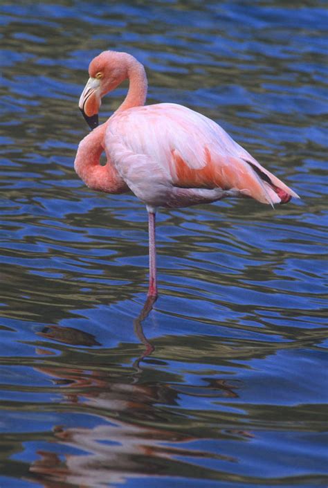 Why Do Flamingos Stand On One Leg Iconic Pose Explained Nature