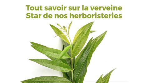 Tout savoir sur la verveine bienfaits infusion culture séchage