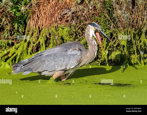 A Great Blue Heron With Its Tongue Sticking Out Clearing Away Some Of