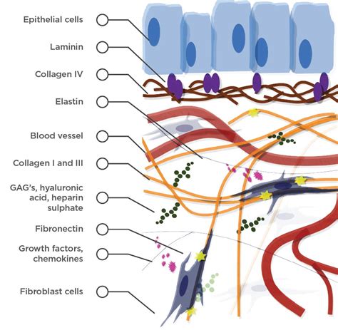 Tissue Extracellular Matrix Ecm Jk Healthcare