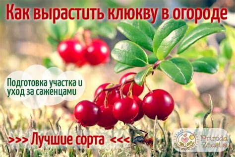 Клюква садовая – выращиваем ягоду дома для здоровья и красоты