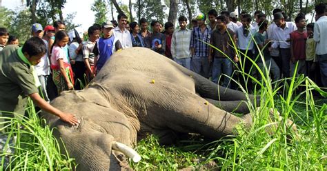 Killer Elephant Loses Tusks In Nepal