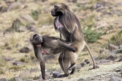 Gelada Baboon pair mating (Print #651305) Framed Photos, Wall Art