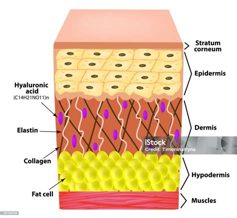 struktur anatomi kulit elastin asam hyaluronic kolagen infografis