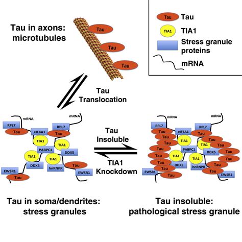 Interaction Of Tau With The RNA Binding Protein TIA1 Regulates Tau