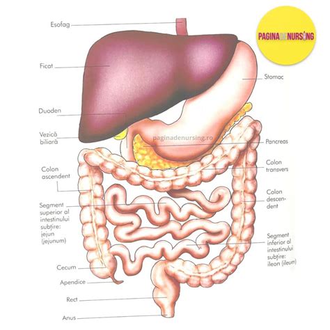 Sistemul Digestiv alcătuire digestie și absorbție Pagina de Nursing