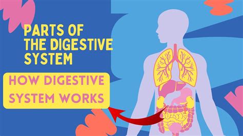 How Digestive System Works Digestive System Parts Its Functions