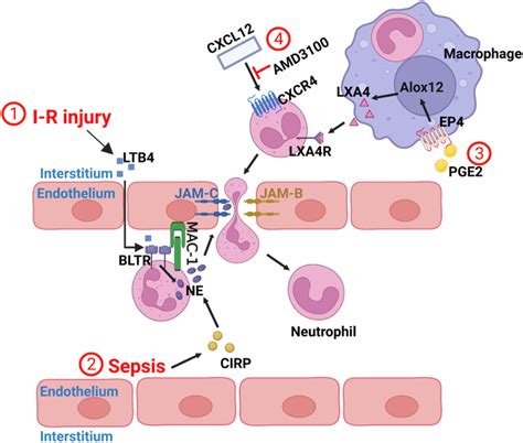 ① I R Injury Stimulates The Production Of Ltb4 Which Binds To Bltr