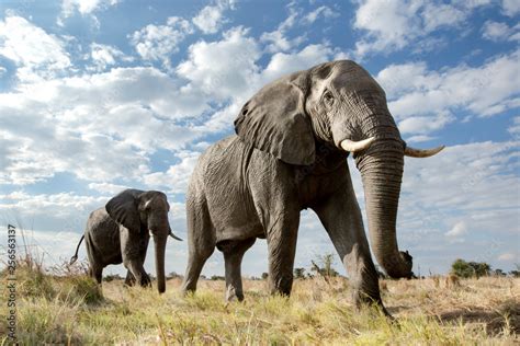 Low angle of a passing Elephant Stock Photo | Adobe Stock