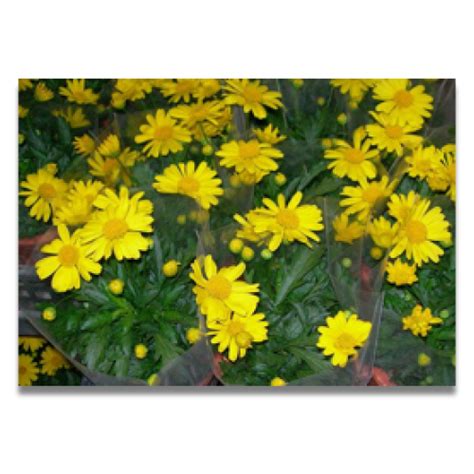 Euryops Chrysanthemoides