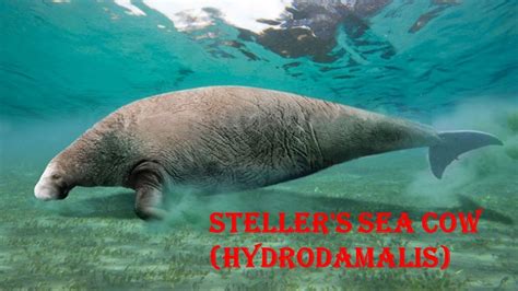 Steller S Sea Cow Hydrodamalis Youtube