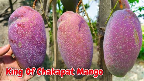 King Of Chakapat Mango Ful Information And Details Is Video Me Hai