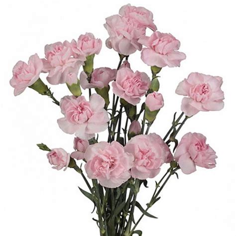 Carnation Spray Pink Cut Spray Carnations Flower Suppliers