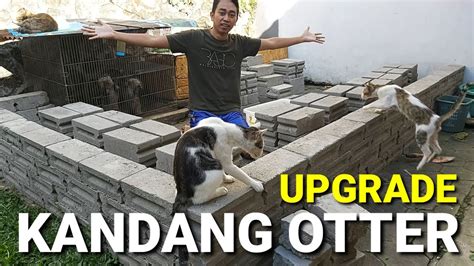 Batako Datang Lagi Kandang Otter Ichiro Aiko Mau Diapain Lagi