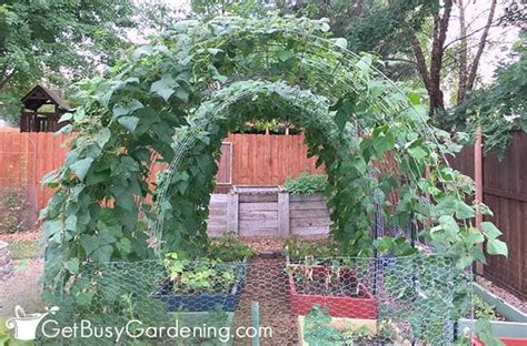 Cattle Panel Trellis Diy How To Make An Arch Tunnel For Your Garden