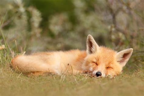 Sleeping Cuty _ Red Fox Kit Photograph by Roeselien Raimond - Fine Art ...