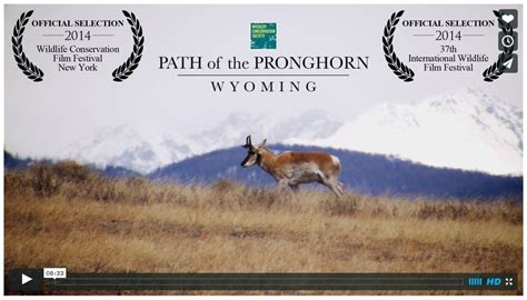 Pronghorn Migration On The Path Of The Pronghorn Oregon Road Trip Grand Teton National Park