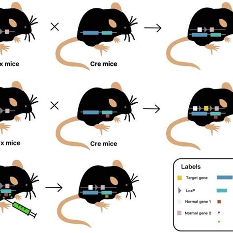 Steps Of Making Knockout Mice By Homologous Recombination Hr