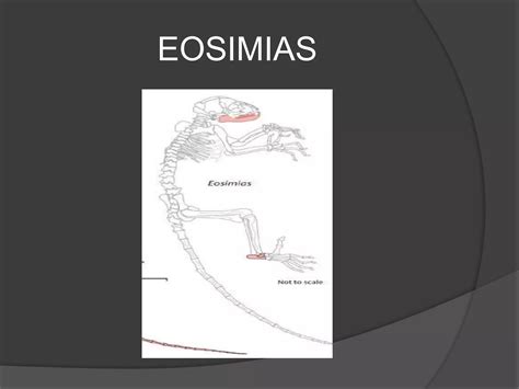 Clasificacion De Los Primates Ppt Descarga Gratuita