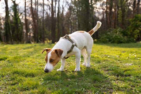 Perch Il Cane Vomita Cosa Fare E Quando Preoccuparsi Zampol La