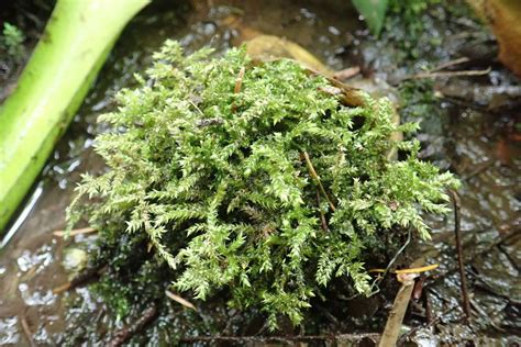 Brachythecium Asperrimum Bryophyta Mosses Of Vancouver Island