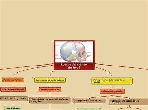 Huesos Del Cráneo Del Bebé Mind Map