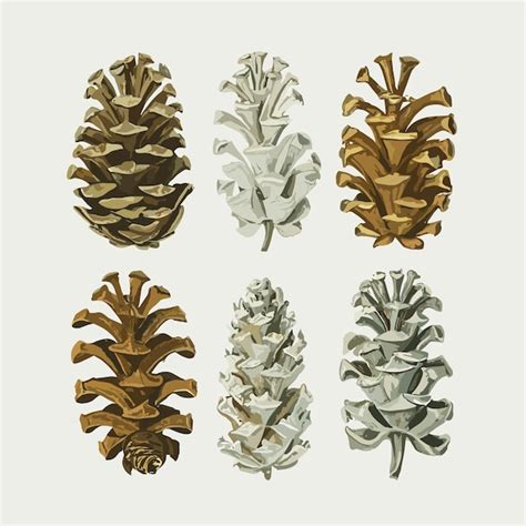 Premium Vector Pinecone Varieties Botanical Illustration White Background