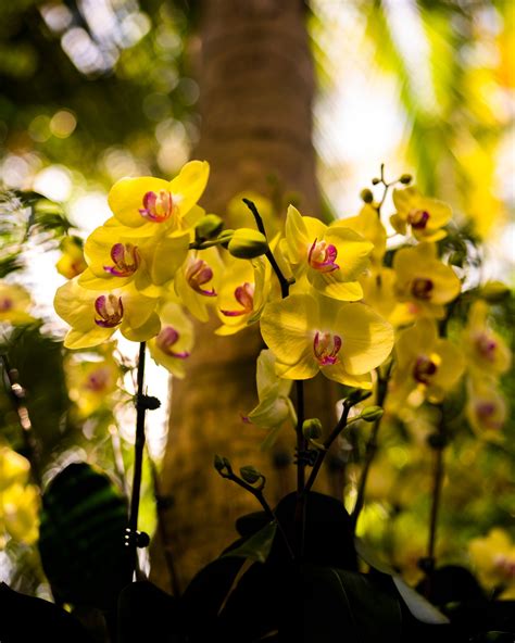 Orchids Take Their Star Turn at the New York Botanical Garden - The New ...