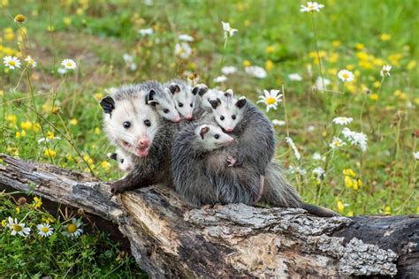 Wildlife Control How To Keep Opossums Out Of Your Yard