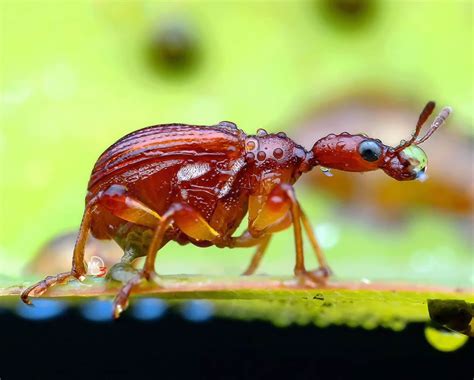 Malaysian Photographer Marcus Mesmerizing Macro Of Insects