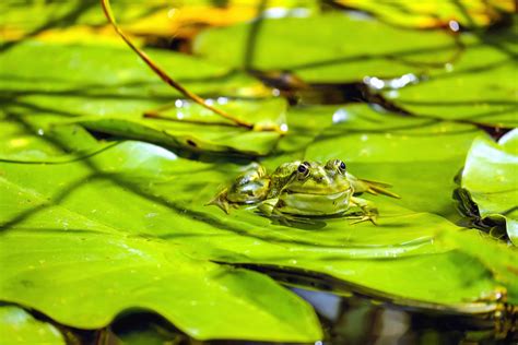 Swamp Frog Drink