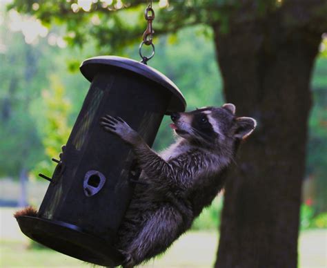 Raccoon Eating From Bird Feeder Free Stock Photo - Public Domain Pictures