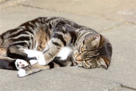 Cat Rolling Over Stock Image Image Of Playing Background 17985907