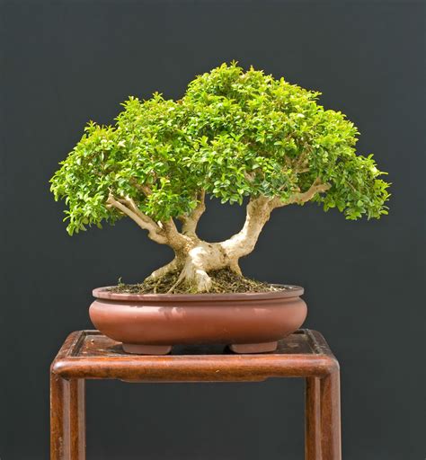 Grow A Bonsai Tree Online Guide On How To Grow A Bonsai Tree