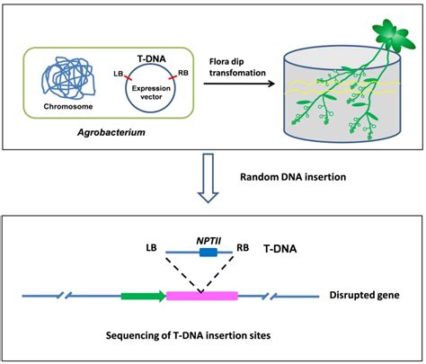 Transgenic Plants as Gene-Discovery Tools | IntechOpen