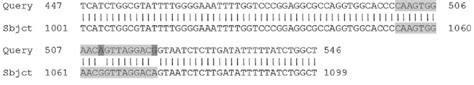 Sequence Alignment Of The Vrn G And Vrn B Amplicons Partial The