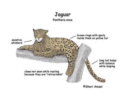 jaguar - Physical Description