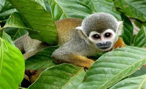 Parque Nacional Amacayacu descubre esta selva amazónica