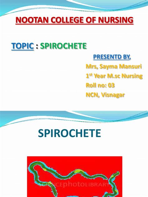 Spirochete | PDF | Clinical Pathology | Microbiology