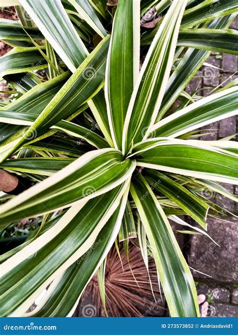 Pandanus Veitchii Or The Beautiful Yellow Pandan Stock Photo Image Of