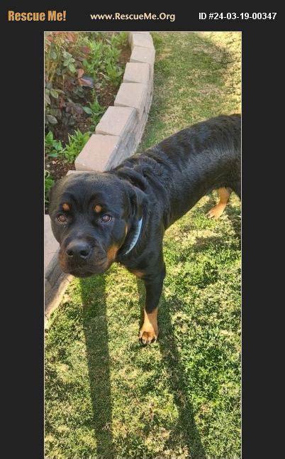 Adopt 24031900347 ~ Rottweiler Rescue ~ Gilbert Az