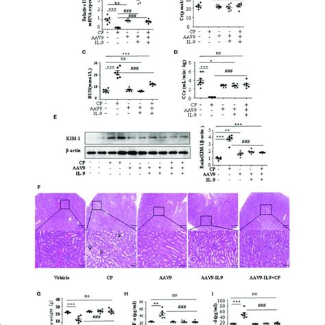 | Interleukin-9 (IL-9) suppressed the kidney injury molecule-1 (KIM-1 ...