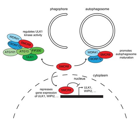 Multiplex Image Based Autophagy Rnai Screening Identifies Smcr As Ulk