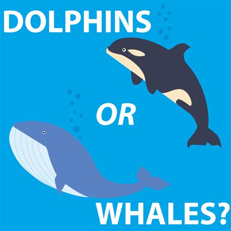 Dolphins VS Whales – CEHS News