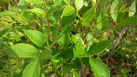 How To Treat Poison Sumac Howstuffworks