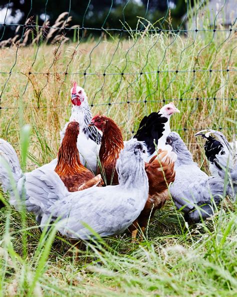 Discover The Cheshire Farm Hatching Pedigree Hens