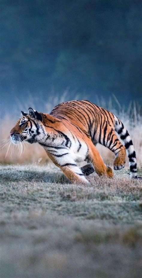 a tiger running across a grass covered field