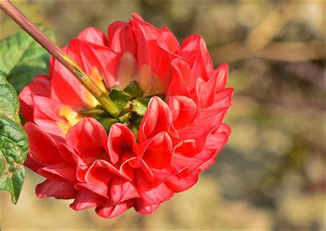 28aaa-dahlia.rood.oranje-22-8-22-aalsmeerdijk.aalsmeerderb… | Flickr