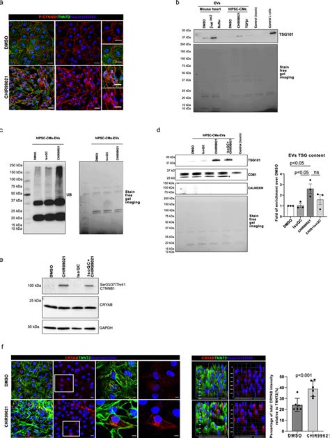 Increased Exosomal Cargo Release In Human Ipsc Derived Cardiomyocytes